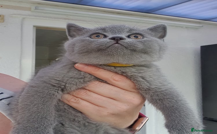 British Shorthair cats - Advert 9