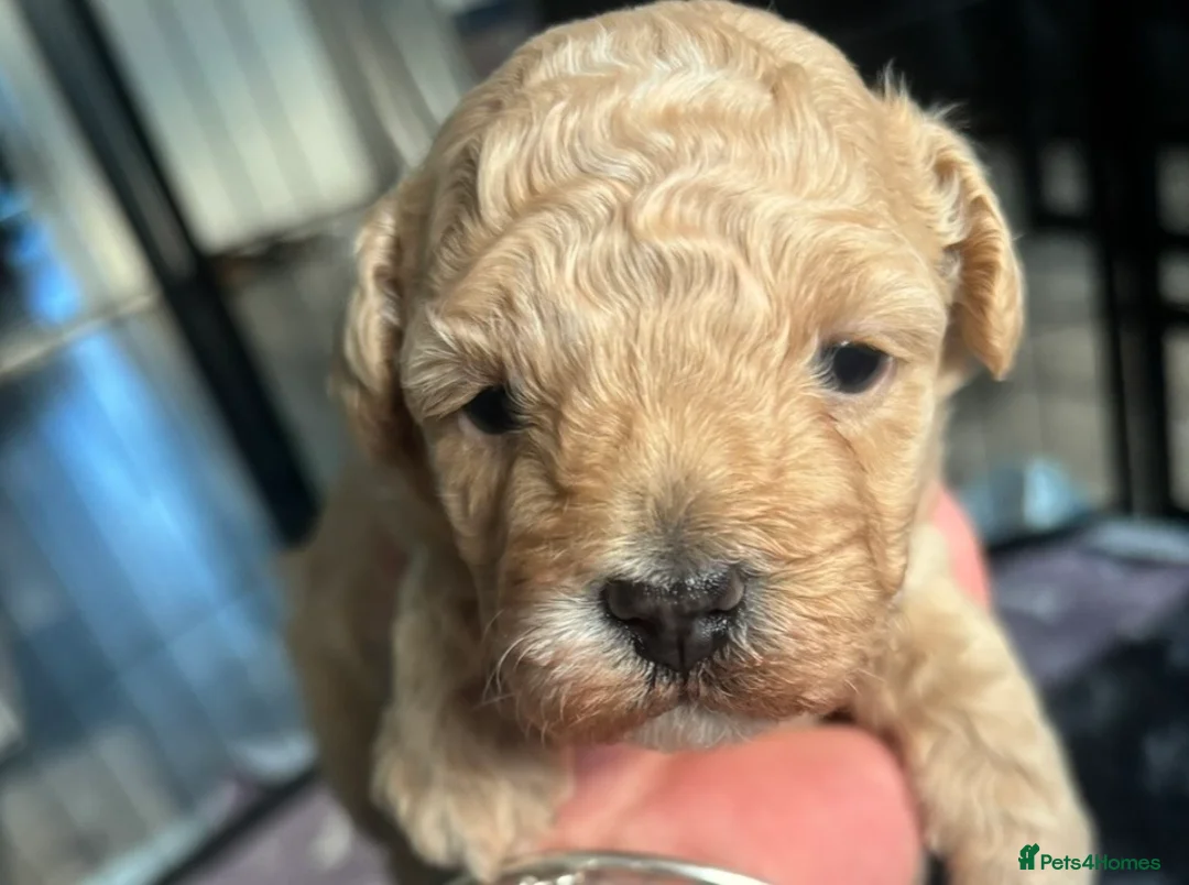 Maltipoo dogs for sale: F1 Maltipoo, little superstar 💙 - Advert 2