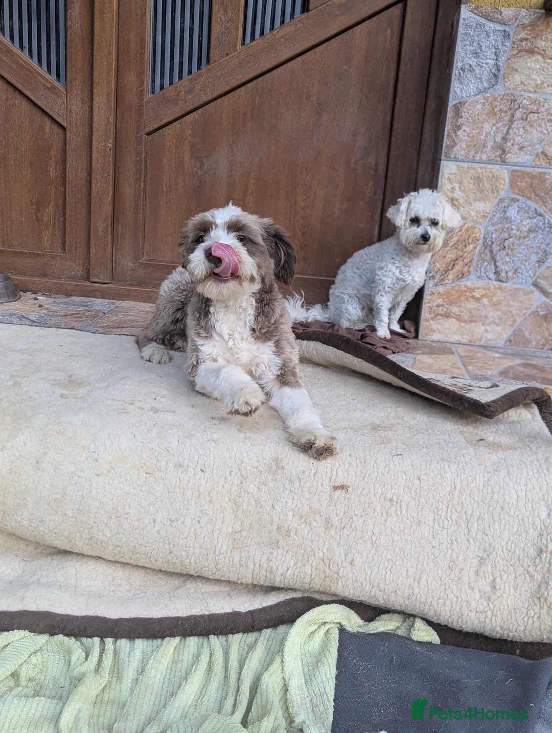 Mixed Breed dogs for adoption: August is looking for a home - Image 14