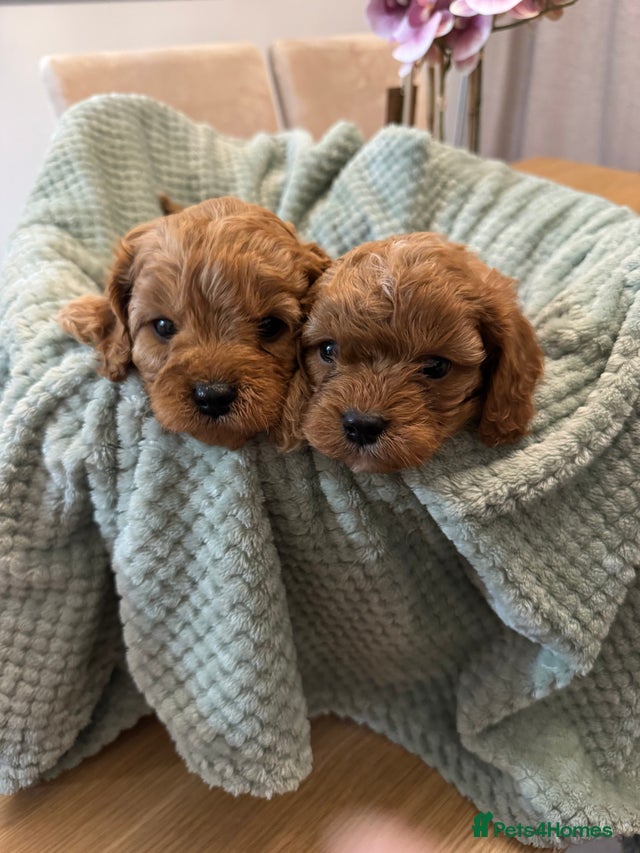 Cavapoo puppies for sale in Swansea | Pets4Homes