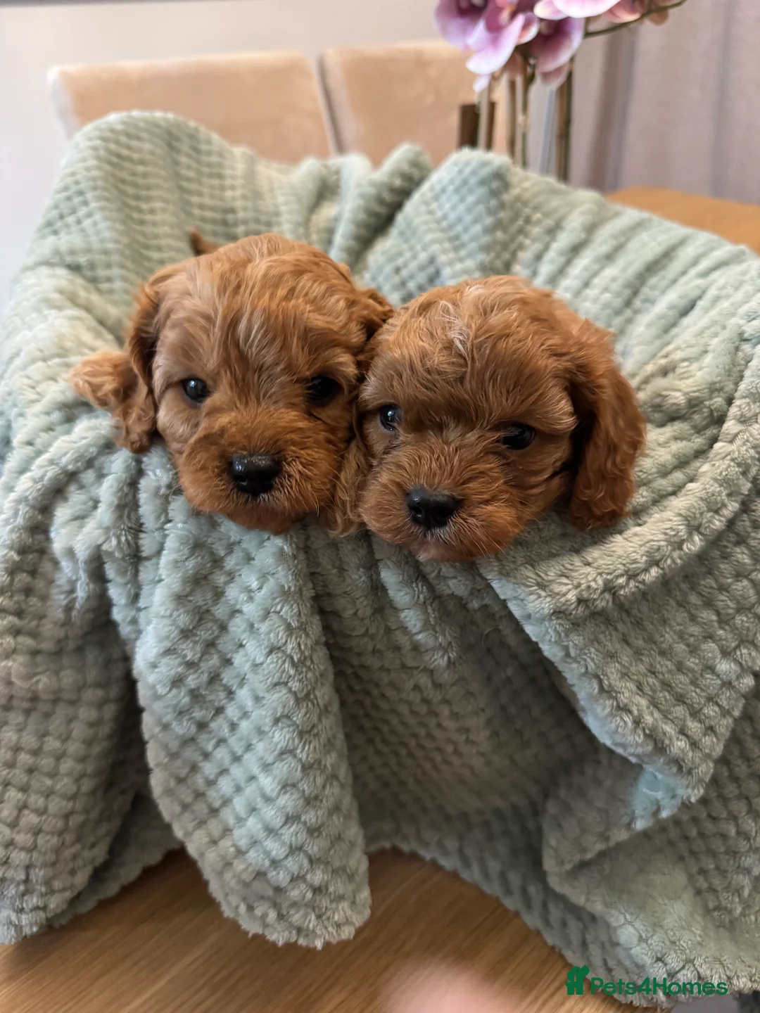 Cavapoo dogs for sale: Cavapoo puppies - Advert 15