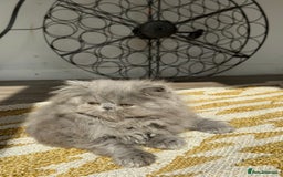 Persian cats for sale: Grand Imperial Bloodlines Pedigree Cats, Reduced! - Image 4