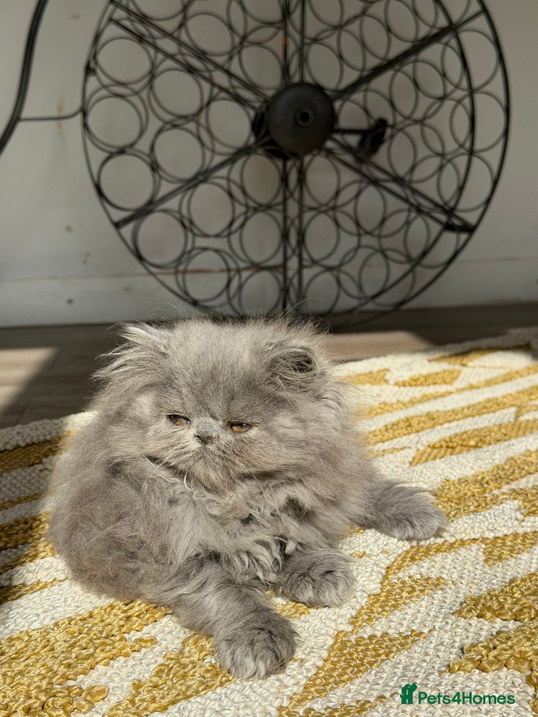Persian cats for sale: Grand Imperial Bloodlines Pedigree Cats, Reduced! - Image 4