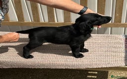 Flat coated Retriever dogs for sale: KC Flat coated retriever puppies for sale  - Image 4