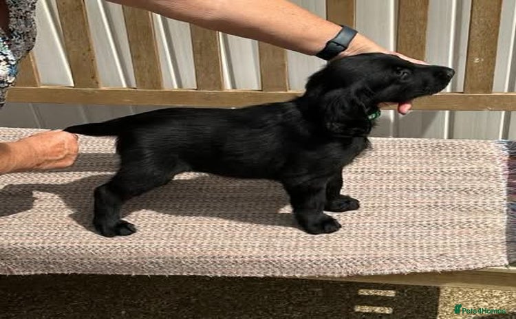 Flat coated Retriever dogs - Advert 6
