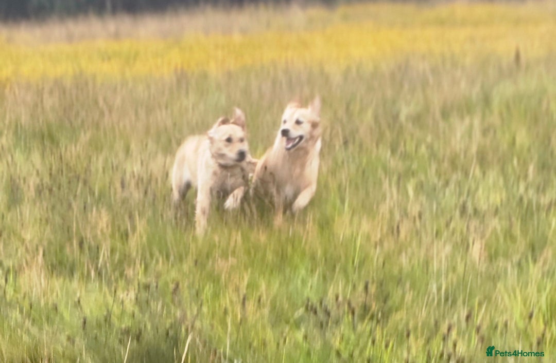 Golden Retriever dogs for sale: Forthcoming long awaited litter - Advert 16