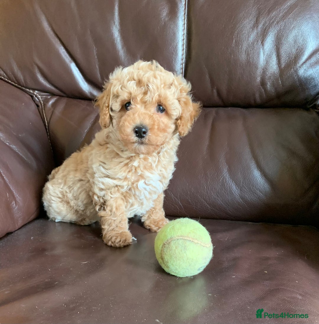 Poochon dogs for sale: Outstanding Poochon puppies - Advert 6