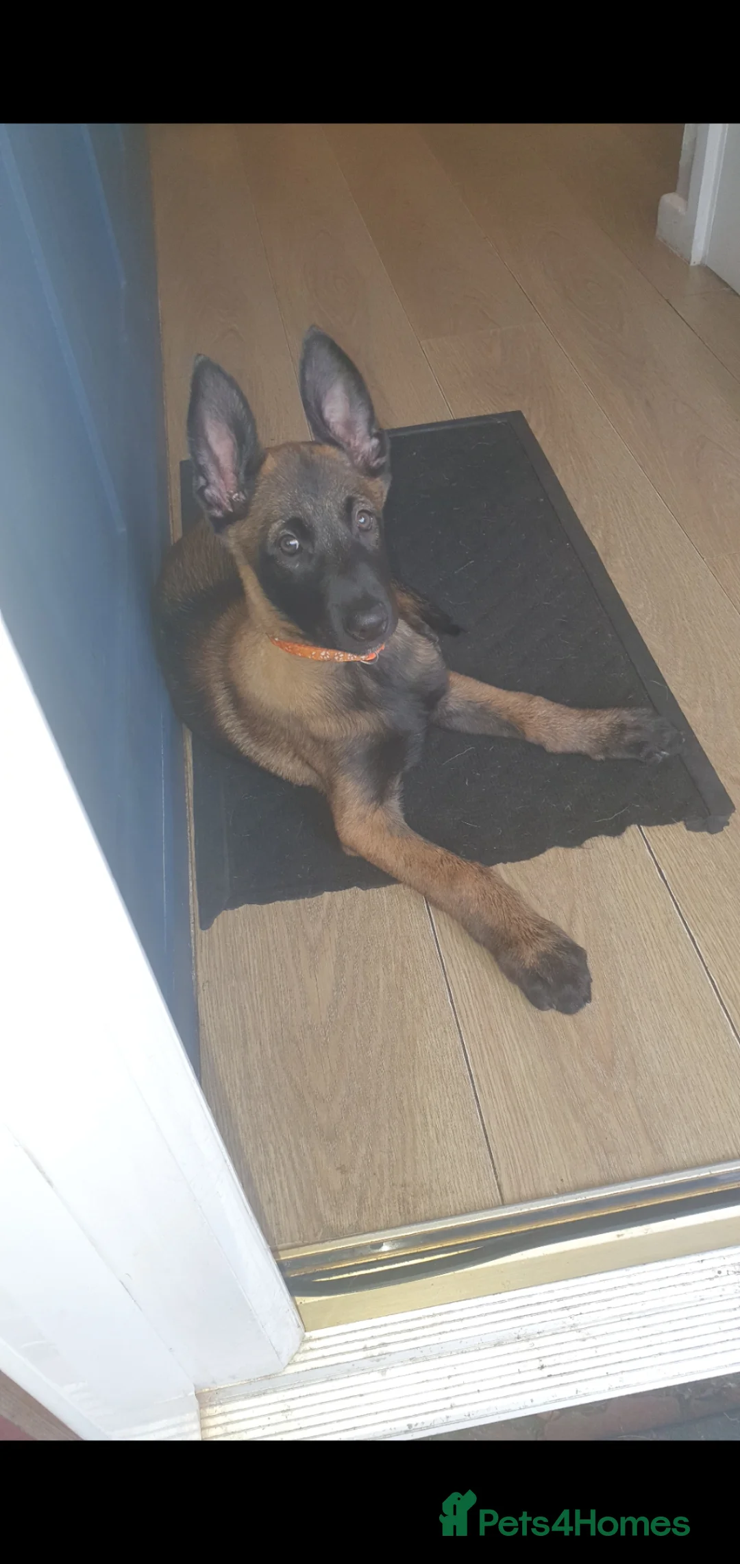 Belgian Shepherd Dog dogs for sale: Malinois! 5generation.ready soon - Advert 2