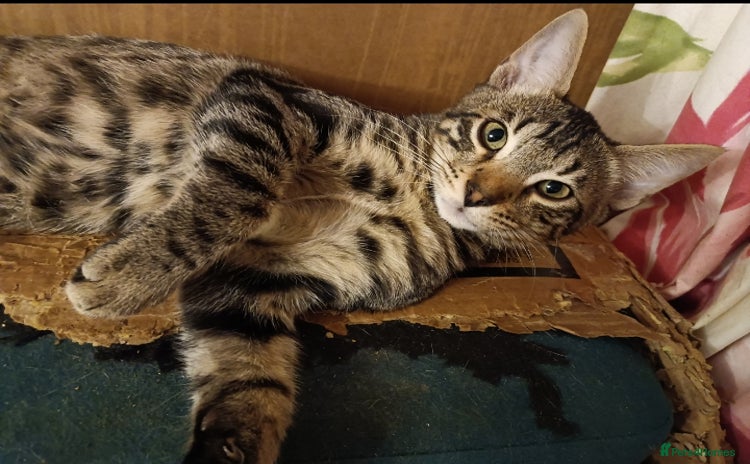 Domestic Shorthair cats - Advert 5