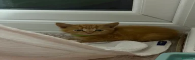 Garfield