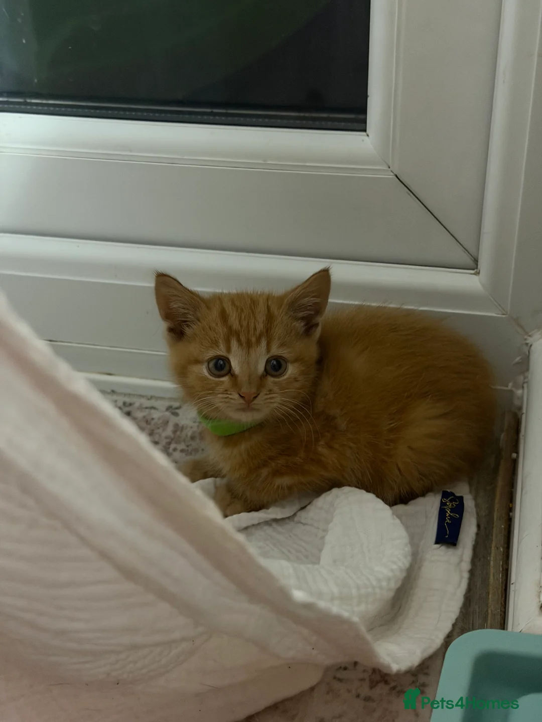 Mixed Breed cats for sale: BSH mix kittens  - Advert 2