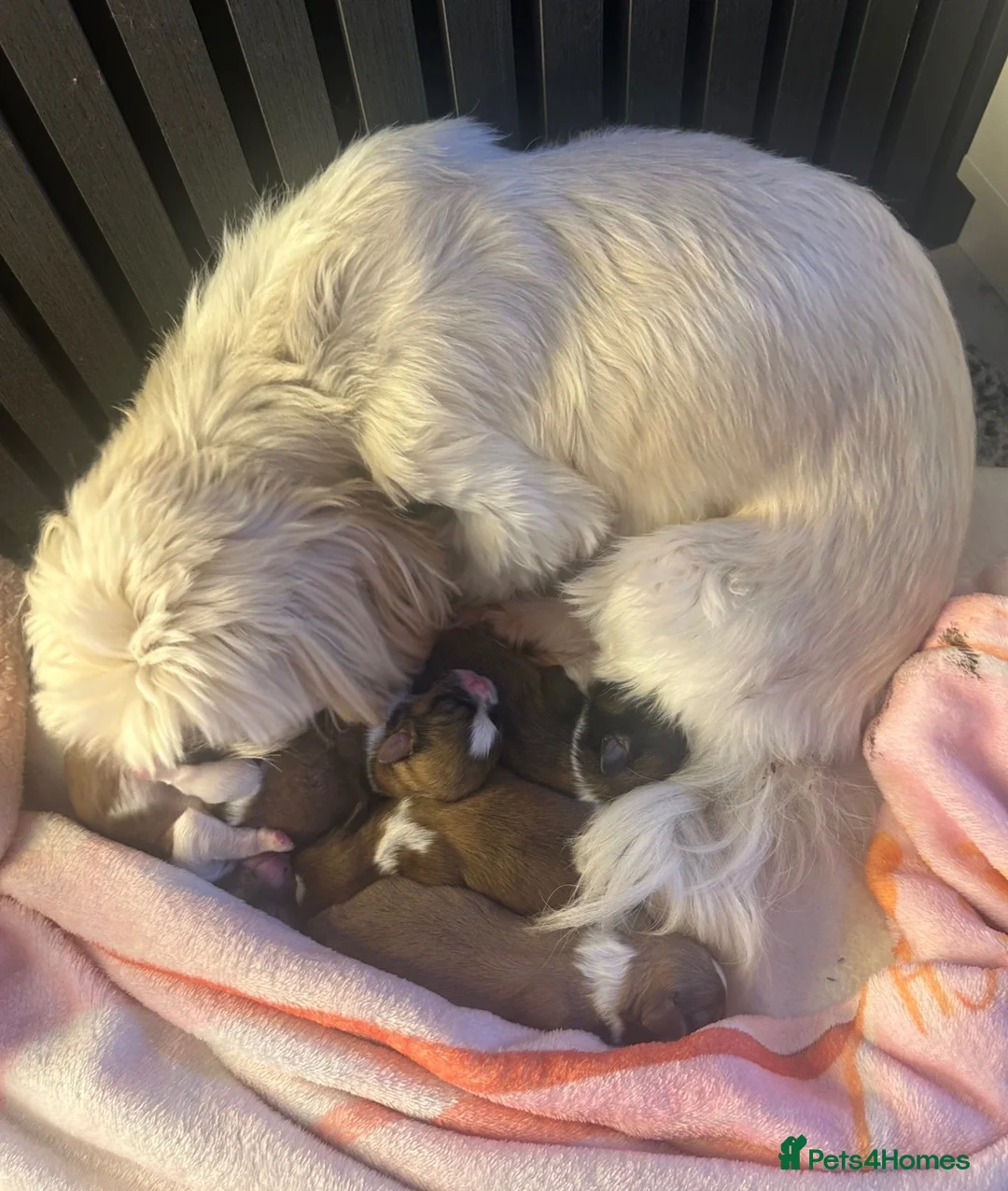 Shih Tzu dogs for sale: Shih Tzu puppies  - Advert 2
