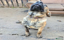 Mixed Breed dogs for sale: 9month old pup called Coco - Advert 5