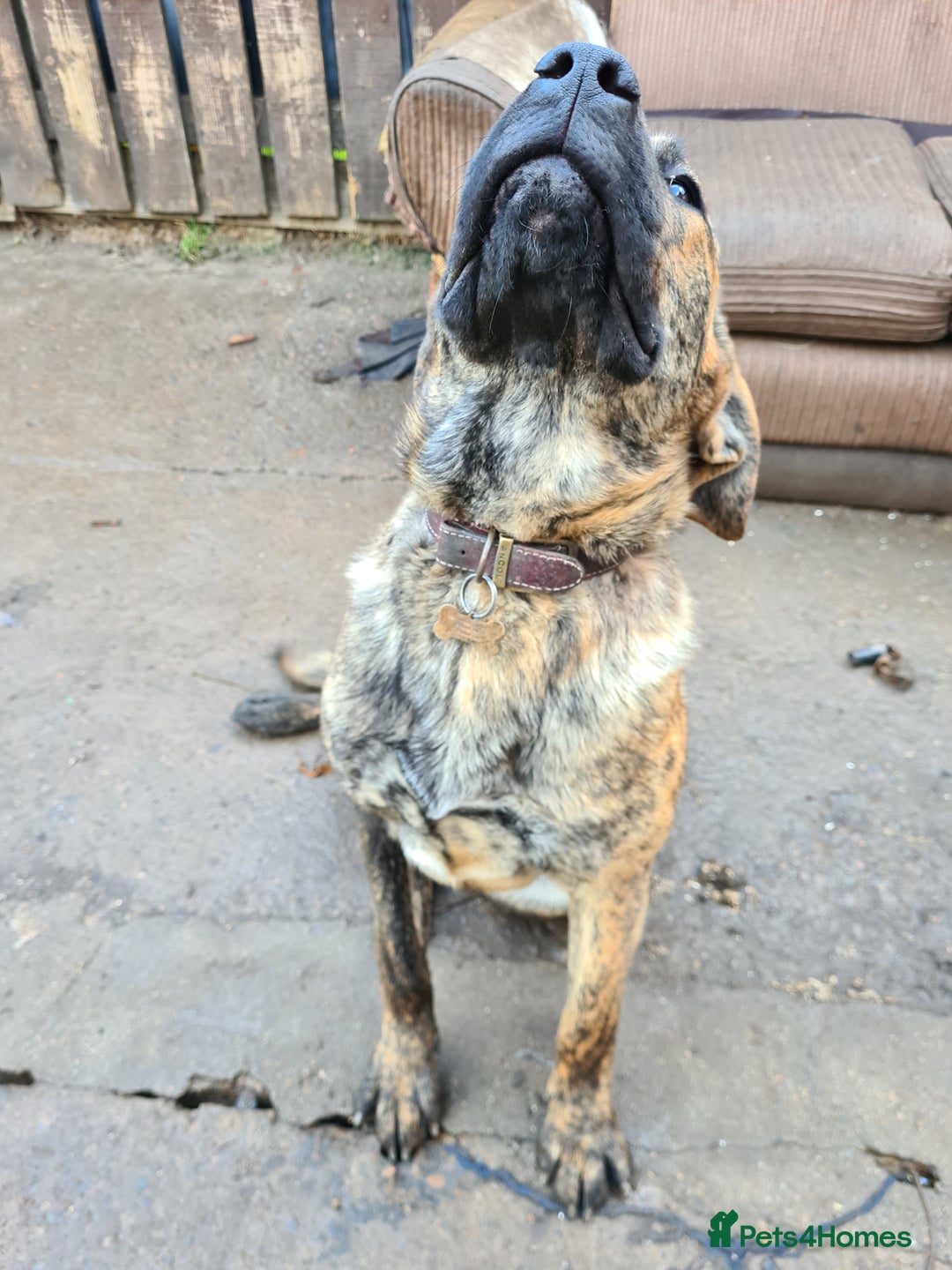 Mixed Breed dogs for sale: 9month old pup called Coco - Advert 5