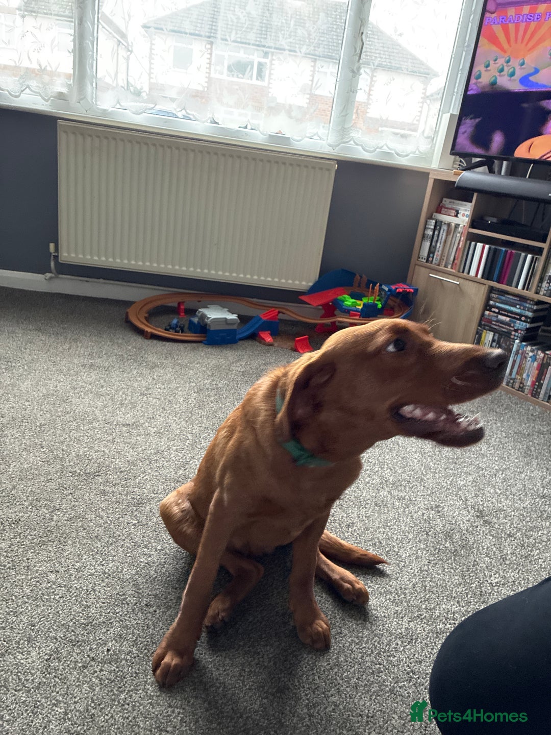 Labrador Retriever dogs for sale: Fox red Labrador  - Advert 2