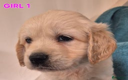 Golden Retriever dogs for sale: Show type Golden Retrievers health tested parents - Image 27