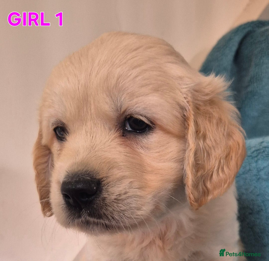Golden Retriever dogs for sale: Show type Golden Retrievers health tested parents - Image 27