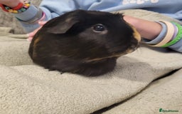 Guinea Pig rodents for sale: Beautiful Female Guinea Pigs  - Image 1