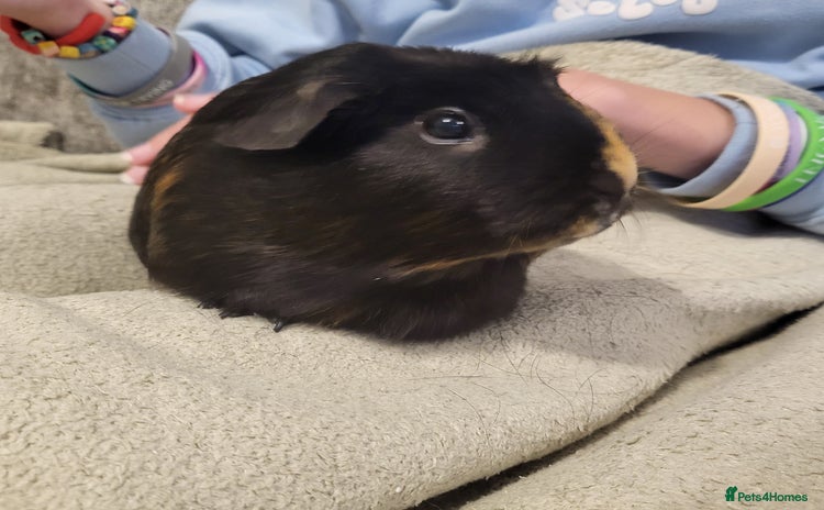 Guinea Pig rodents - Advert 5