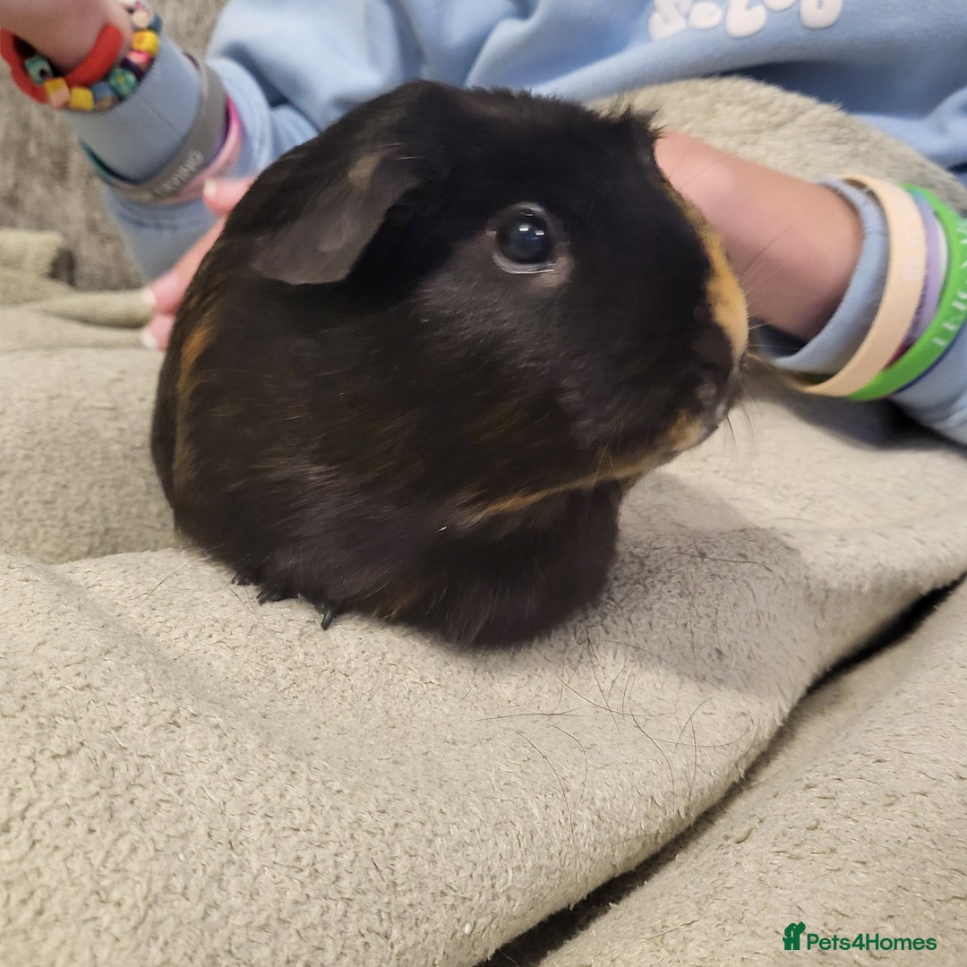 Guinea Pig rodents for sale: Beautiful Female Guinea Pigs  - Image 1