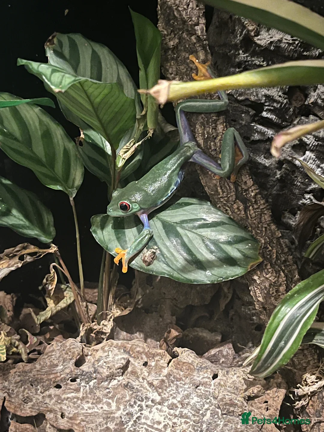 Mixed Breed invertebrates for sale: Red Eyed Tree Frogs in Wakefield - Advert 2