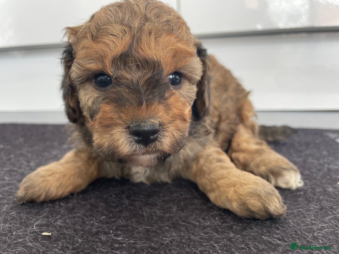 Cavapoochon dogs for sale: Beautiful Cavapoochon puppies for sale  - Image 7