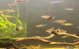 Shrimps fish for sale: CIANO 108L tank with shrimps and fish - Image 4