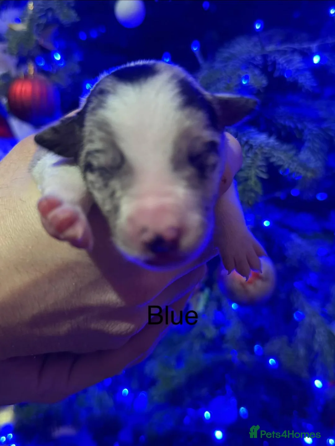 Border Collie dogs for sale: ONLY ONE BOY REMAINING (READY TO GO TUE) - Advert 19