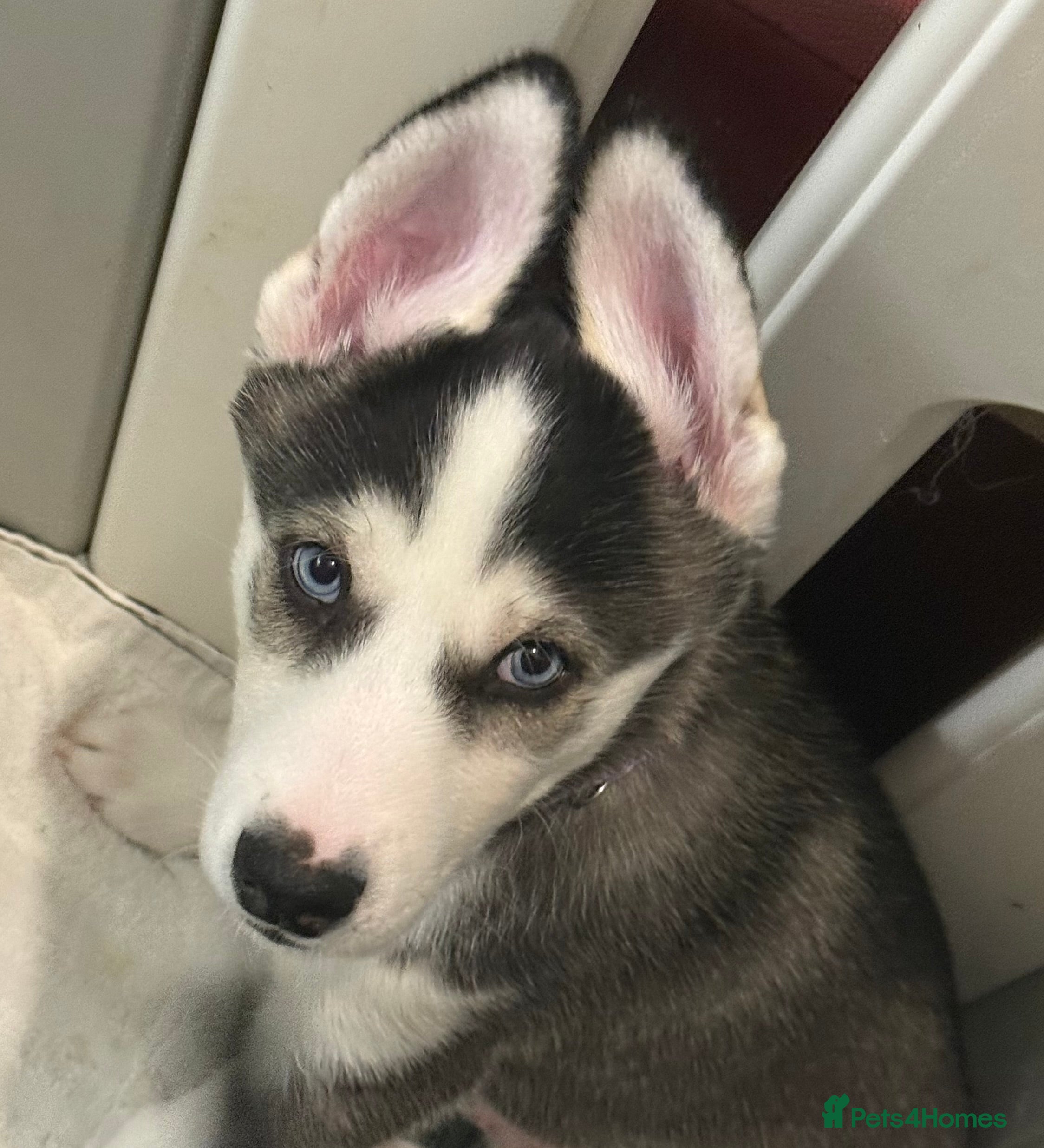 Siberian Husky dogs Strong Chunky Siberian Husky puppies - Advert 1