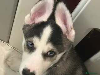 Siberian Husky dogs Strong Chunky Siberian Husky puppies - Advert 1