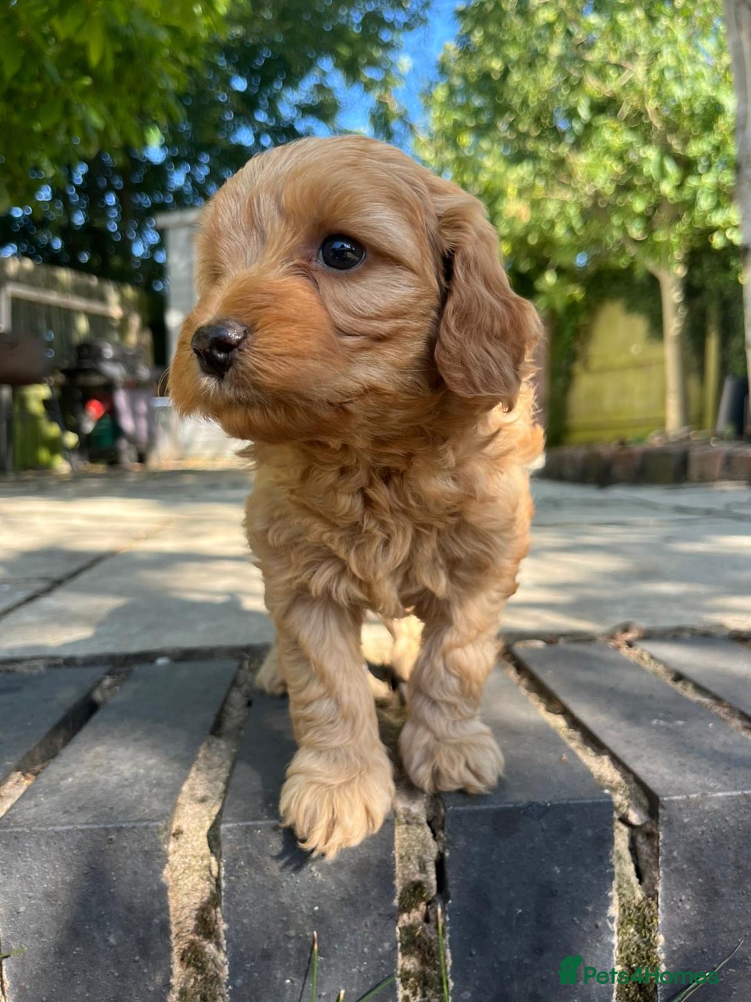 Mixed Breed dogs for sale: Cavapoo x cockapoo puppies in Loughborough - Image 24