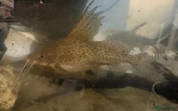 Other/Mixed Breed fish for sale: Multiple fish for rehoming - Image 4