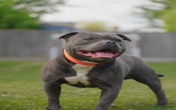Staffordshire Bull Terrier dogs for sale: Outstanding KC blue gene carriers - Image 6