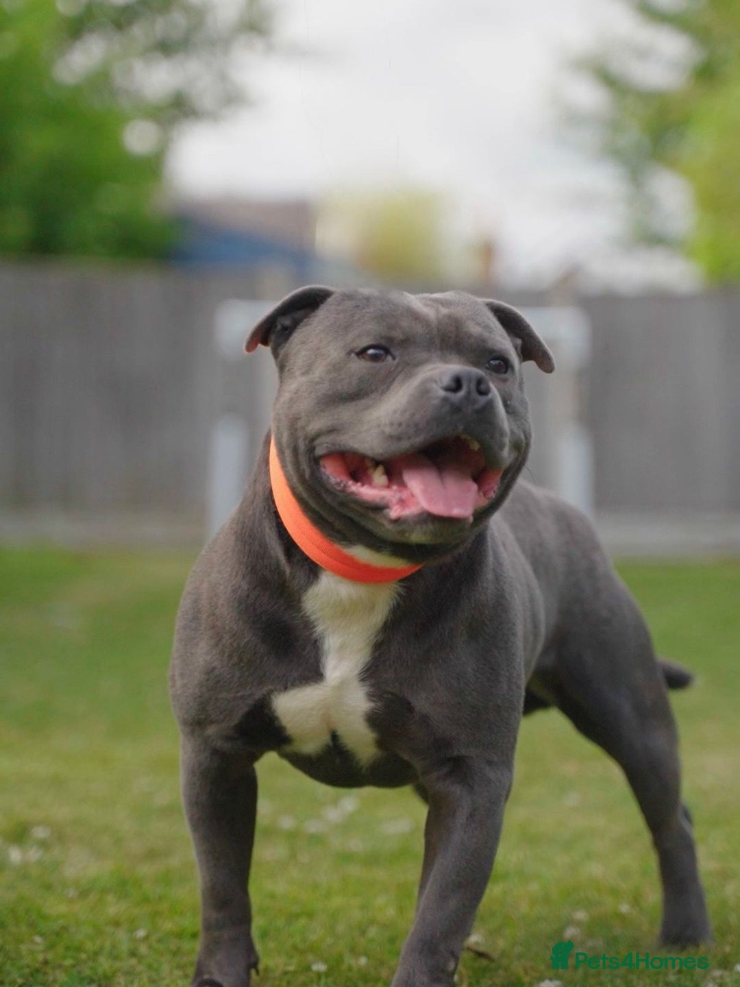 Staffordshire Bull Terrier dogs for sale: Outstanding KC blue gene carriers - Image 6