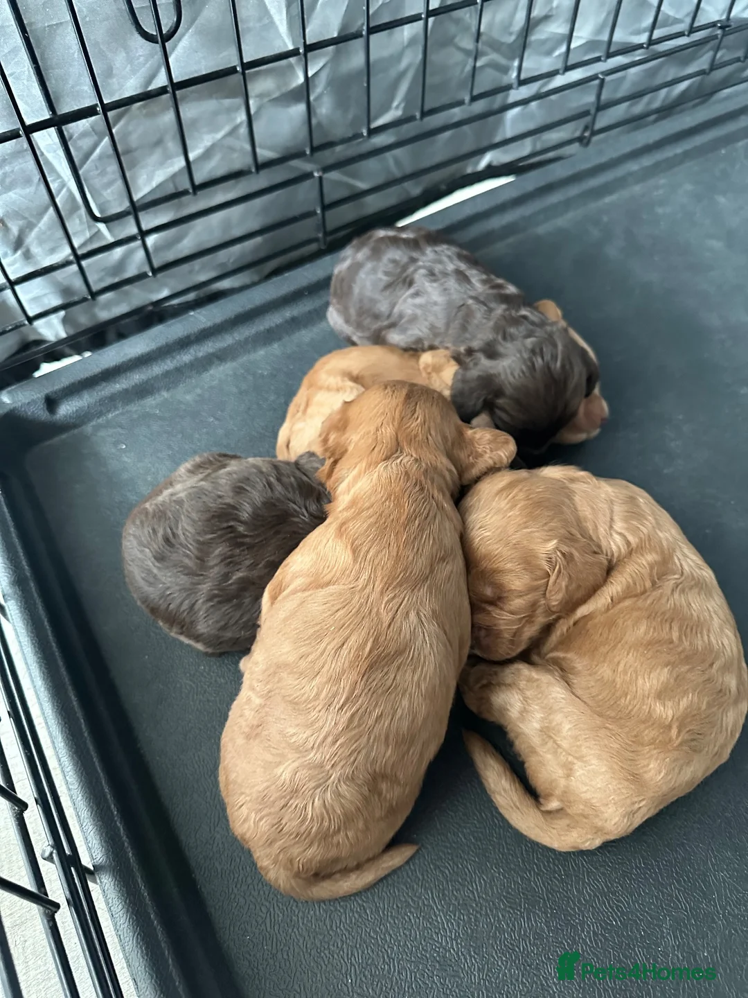 Cockapoo dogs for sale: F1 Cockapoos - Advert 2
