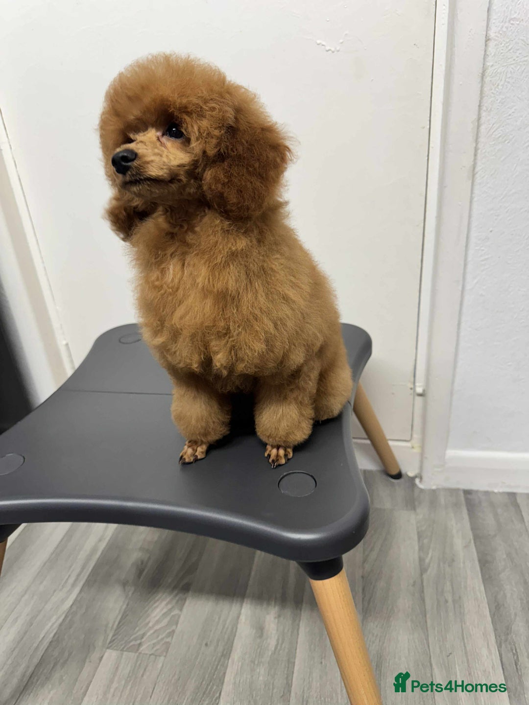 Miniature Poodle dogs for sale: KC Red miniature Poodle with excellent pedigree  - Image 5