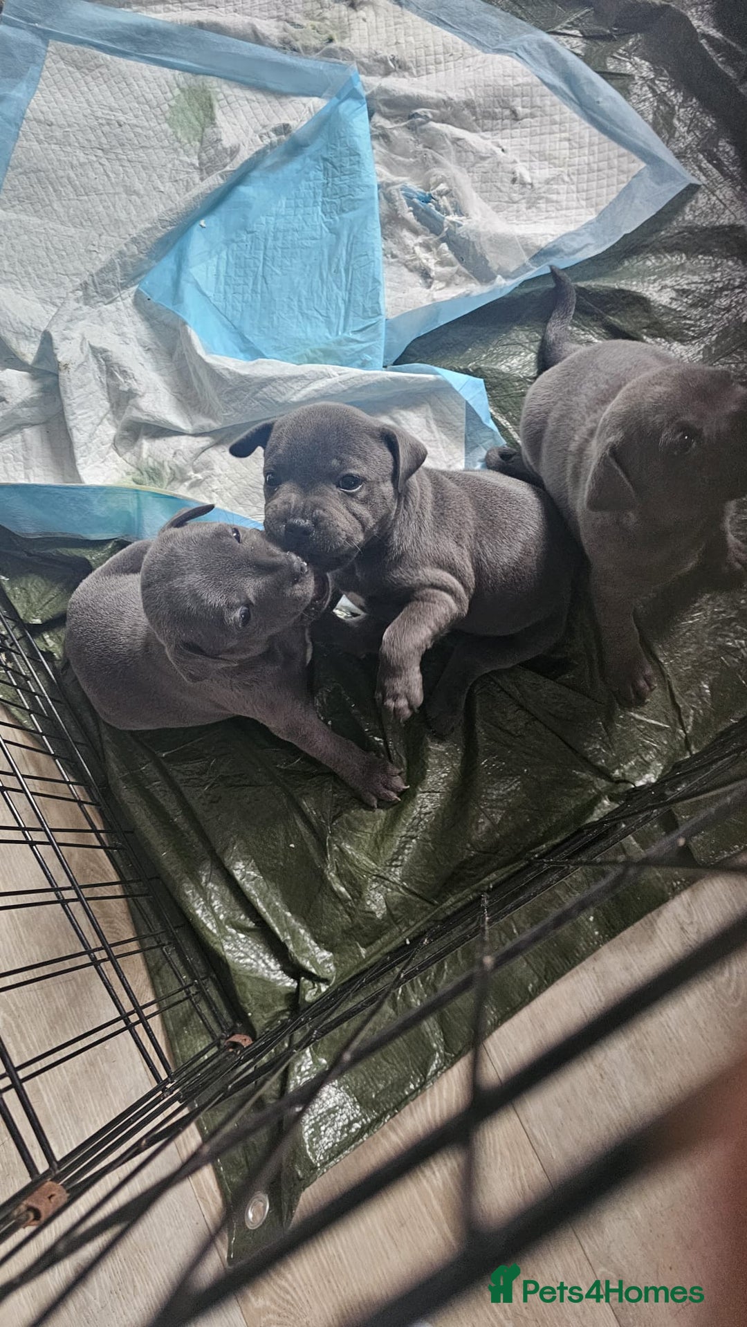 Staffordshire Bull Terrier dogs for sale: Beautiful Blue Staffs KC Registered - Image 9