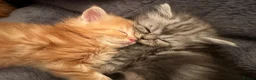 Persian cats for sale: Gorgeous Persian/chinchilla Persian Kittens in Bracknell - Advert 3