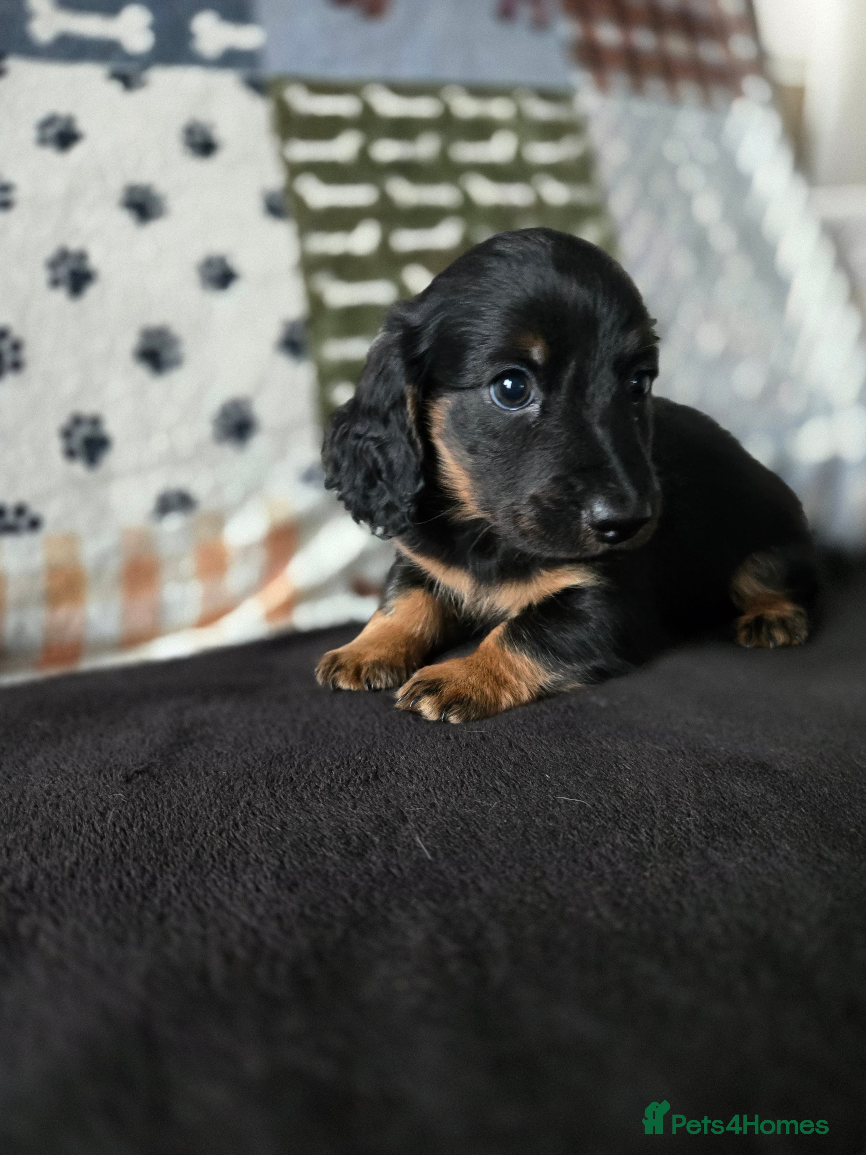 Miniature Dachshund dogs ✨️Kc registered stunning miniature dachshunds ✨️ - Advert 8
