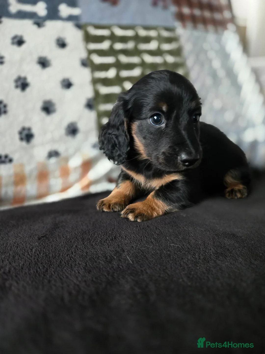 Miniature Dachshund dogs for sale: ✨️Kc registered stunning miniature dachshunds ✨️ - Advert 1