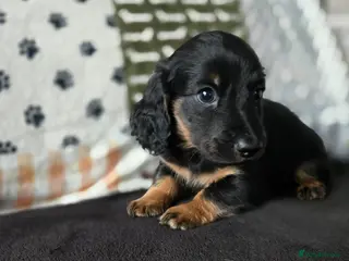 Miniature Dachshund dogs ✨️Kc registered stunning miniature dachshunds ✨️ - Advert 8