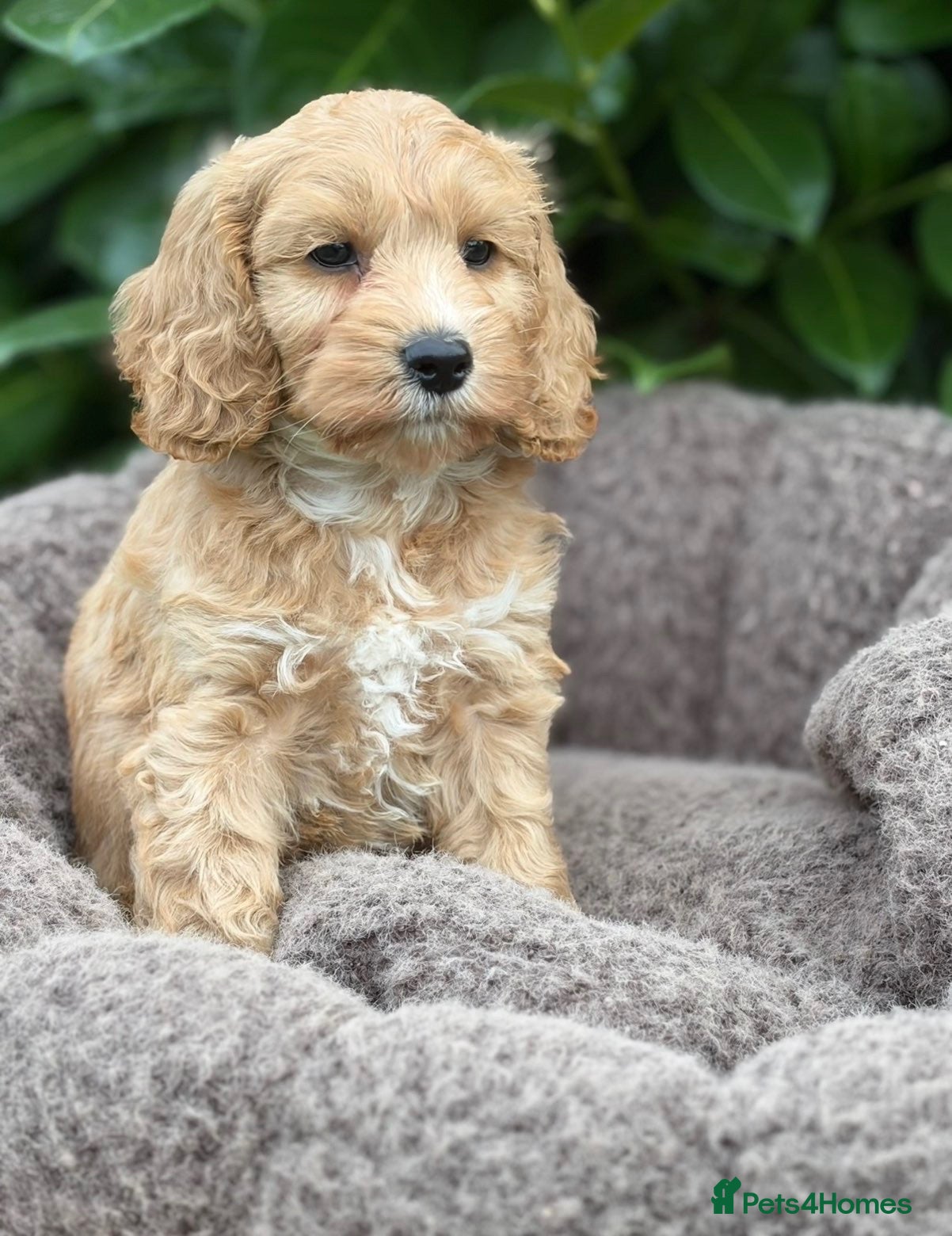 Cockapoo dogs Cockapoo males and females  - Advert 1