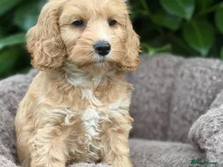 Cockapoo dogs Cockapoo males and females - Advert 1