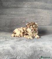 Chow Chow dogs - Advert 7