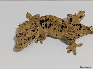 Gecko reptiles Various crested geckos - Advert 2