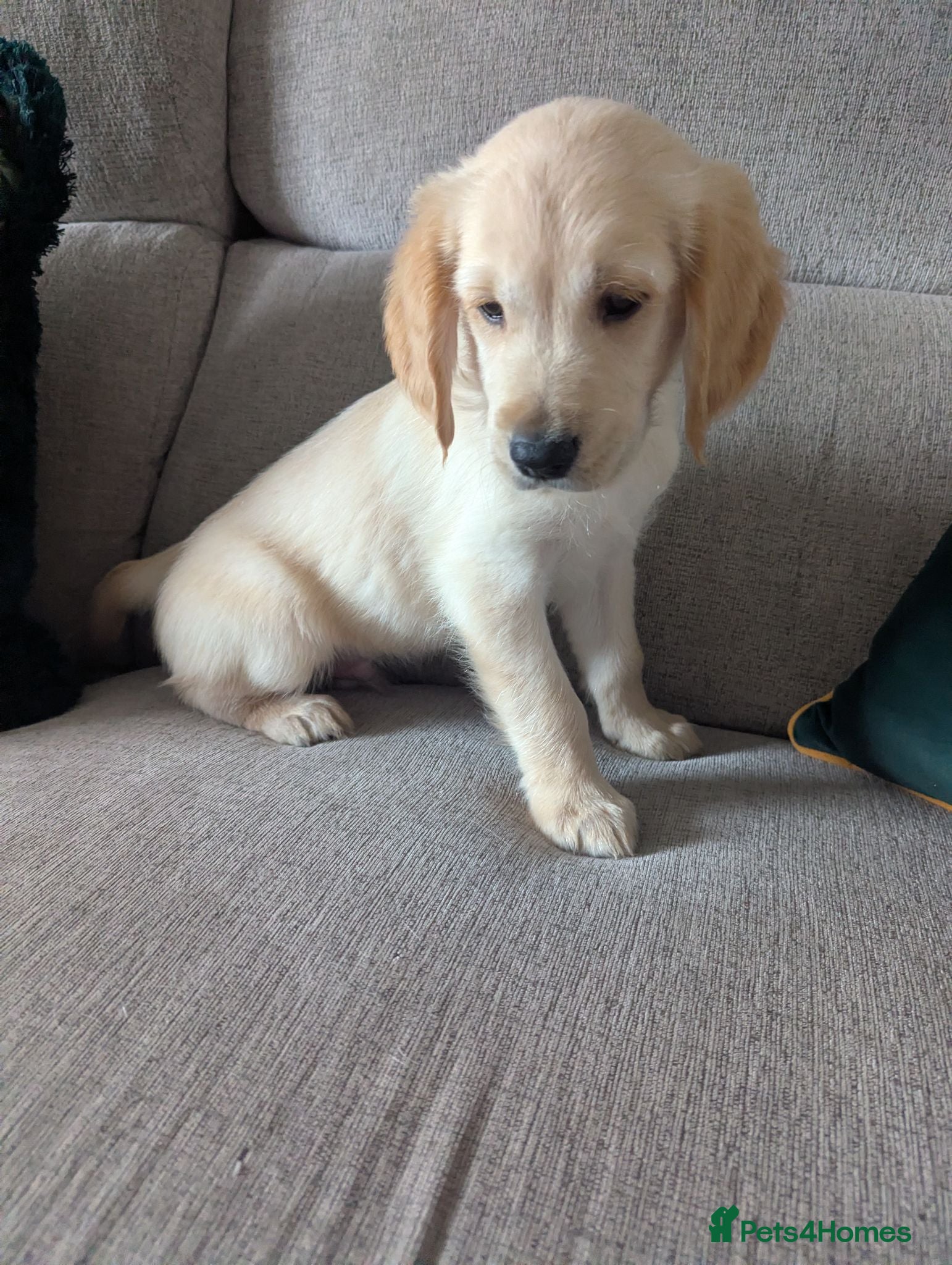 Golden Retriever dogs KC Pedigree Golden Retriever Puppies - Advert 2