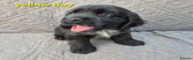 Cocker Spaniel 1