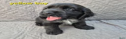 Cocker Spaniel dogs for sale: Gorgeous show cocker spaniel puppies  - Advert 7