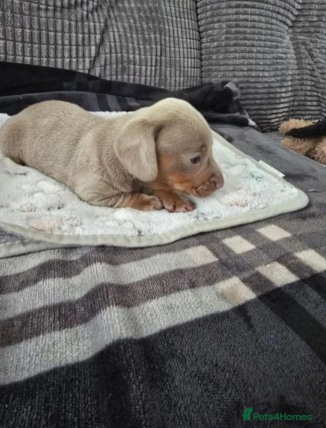 Miniature Dachshund dogs for sale: Miniature Dachshund litter of 4 puppies in Darlington - Advert 5
