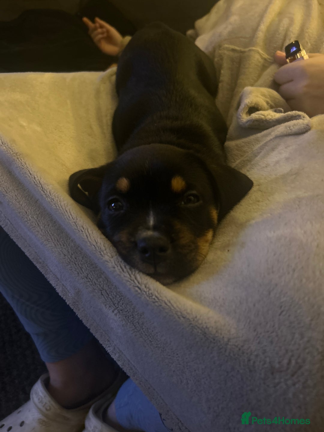 Mixed Breed dogs for sale: French Bullweilers - Image 13